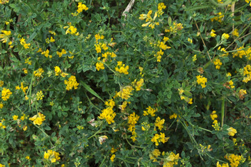 Blossoms of alfalfa sickle (Medicago falcata)
