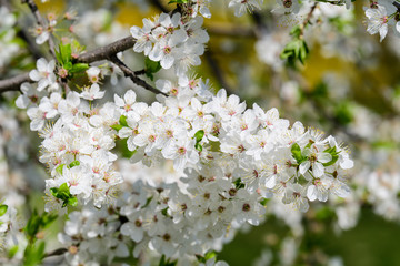 Close up of a branch with white cherry tree flowers in full bloom with blurred background in a garden in a sunny spring day, beautiful Japanese cherry blossoms floral background, sakura