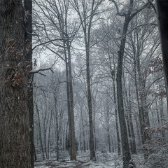 trees in winter forest