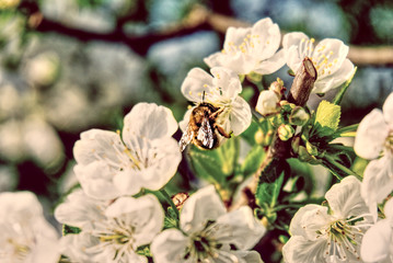bumblebee in cherry tree