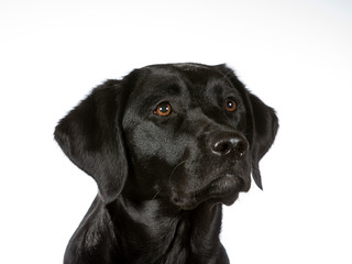 Black labrador dog isolated on white. Image taken in a studio. Black dog with brown eyes.