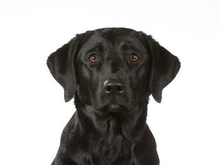 Black labrador dog isolated on white. Image taken in a studio. Black dog with brown eyes.