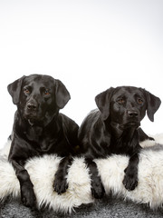 Obraz premium Black labrador dog isolated on white. Image taken in a studio. Black dog with brown eyes.