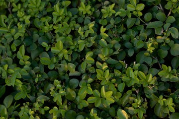 Kamini plant green Leaves Background 