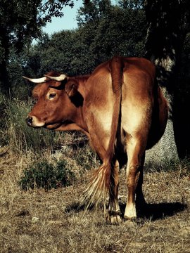 vaca limusina