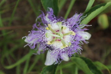 maypop flower