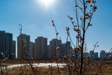 Индустриальный пейзаж весна, пустырь, ветки и первые лучи солнца