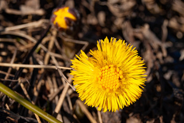 Первый весенний красивый желтый цветок 