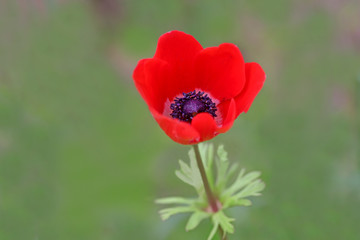 Obraz premium Red colored Mountain tulip, Anemone