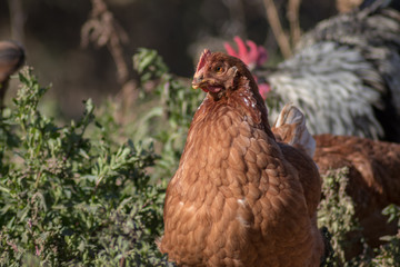 Gallina criada en el suelo