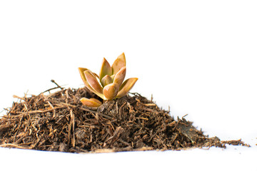 Graptopetalum in pine soil substrate
