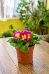 Violet Saintpaulias flowers commonly known as African violets Parma violets close up isolated colored bokeh background.