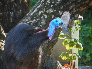 Endangered Southern Cassowary, not affraid of human presence, searching for food in a picnic area near Etty Bay Queensland Australia.