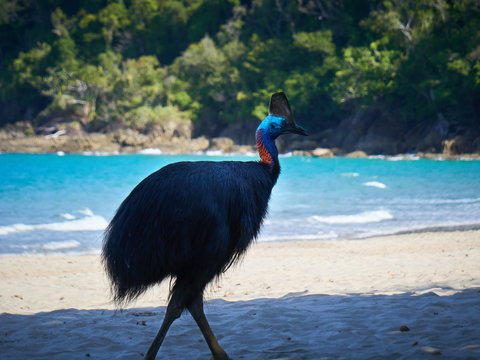 Endangered Southern Cassowary, not affraid of human presence, searching for food in a picnic area near Etty Bay Queensland Australia.