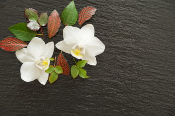 Black board background with free copy space and various of leaves and white orchid flowers decoration in the corner