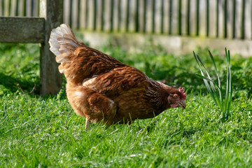 Free range brown chicken on the grass, happy hen roaming freely on grassy land eating worms and seeds. Healthy chick in rural area looking for food.