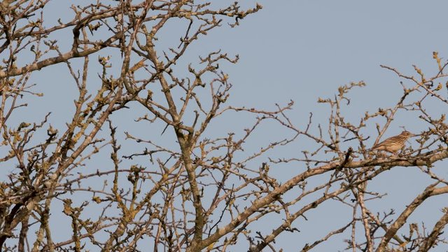 Tree Pipit Bird On Thorn Bush Winter 2020 Copy Space