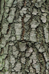Detail of the dry bark of a tree. Dry bark of a tree trunk, the outermost part of the stem of a woody plant.