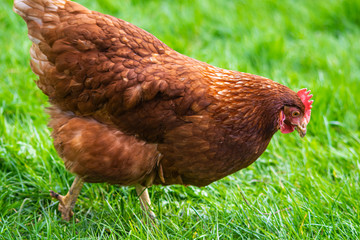 Free range brown chicken on the grass, happy hen roaming freely on grassy land eating worms and seeds. Healthy chick in rural area looking for food.