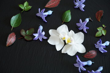 Two white orchid flowers, hyacinth flower heads and leaves on the black background with copy space