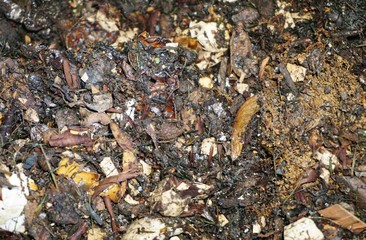 Decomposing food items in a compost bin