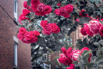 Flaming red roses blooming in front of brick buildings