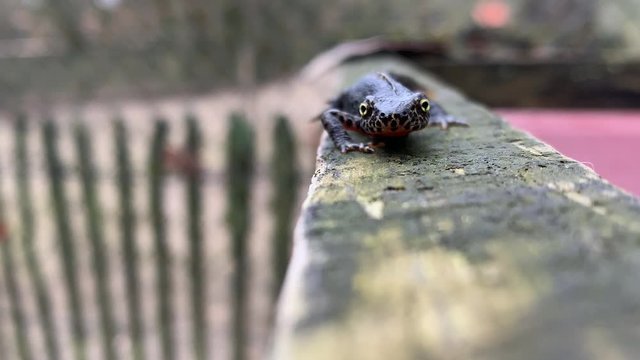 Alpine Newt Walking