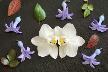 White orchid, purple and violet hyacinth flowers with small leaves flat lay on the black background