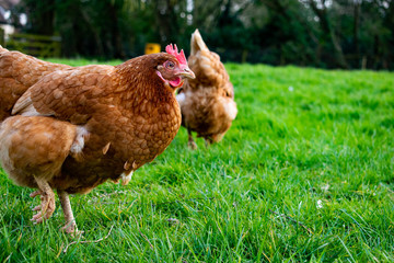 Free range brown chicken on the grass, happy hen roaming freely on grassy land eating worms and seeds. Healthy chick in rural area looking for food.