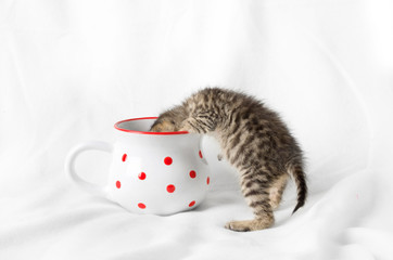 kitten looking into a mug