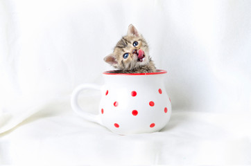 kitten in a mug