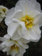 Daffodil