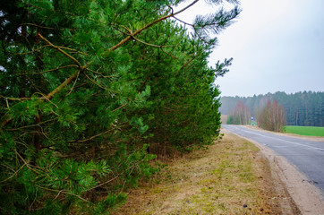 pine alley along the asphalt road