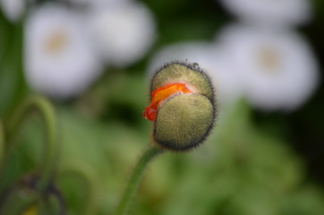 Close up of one red poppy flower bloom and blurred green leaves in a sunny summer garden, beautiful outdoor floral background photographed with soft focus