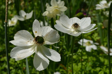 Close up of a many delicate fresh white anemone flowers in a sunny spring garden, floral outdoor background photographed with soft focus