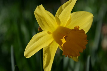 Daffodil