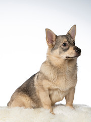 Swedish vallhund dog in a studio. Rare dog breed with white background in a studio.