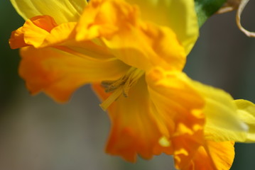Obraz na płótnie Canvas Daffodil