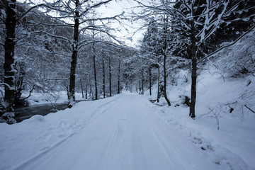 road in winter forest in uzungol