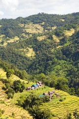 rice or paddy fields in Nepal Himalayas mountains
