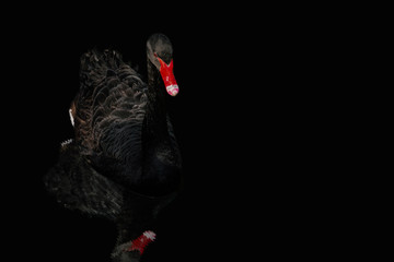 Black swan with red beak on black isolated background with copy space. Dark bird with water ripple...