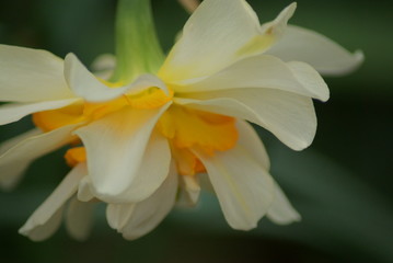 Daffodils