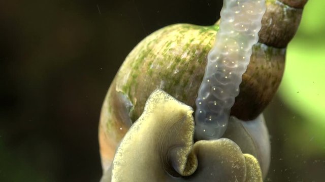 Spitzschlammschnecke mit Laich, Lymnaea stagnalis