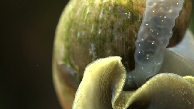 Spitzschlammschnecke mit Laich, Lymnaea stagnalis