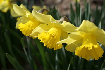 Fototapeta premium Daffodils