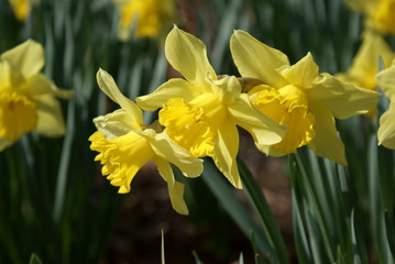 Daffodils