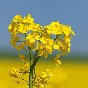 detail of flowering rapeseed canola or colza field