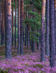 purple flower Eurasian heath, which grows abundantly in pine forests on wild, sandy soils.
