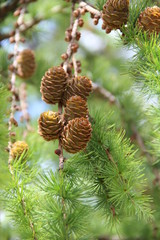 Larch cones growing in row on branch with needles. fruits of coniferous tree