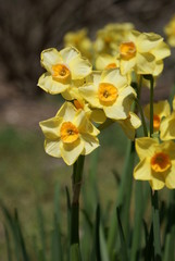 Obraz premium Daffodils